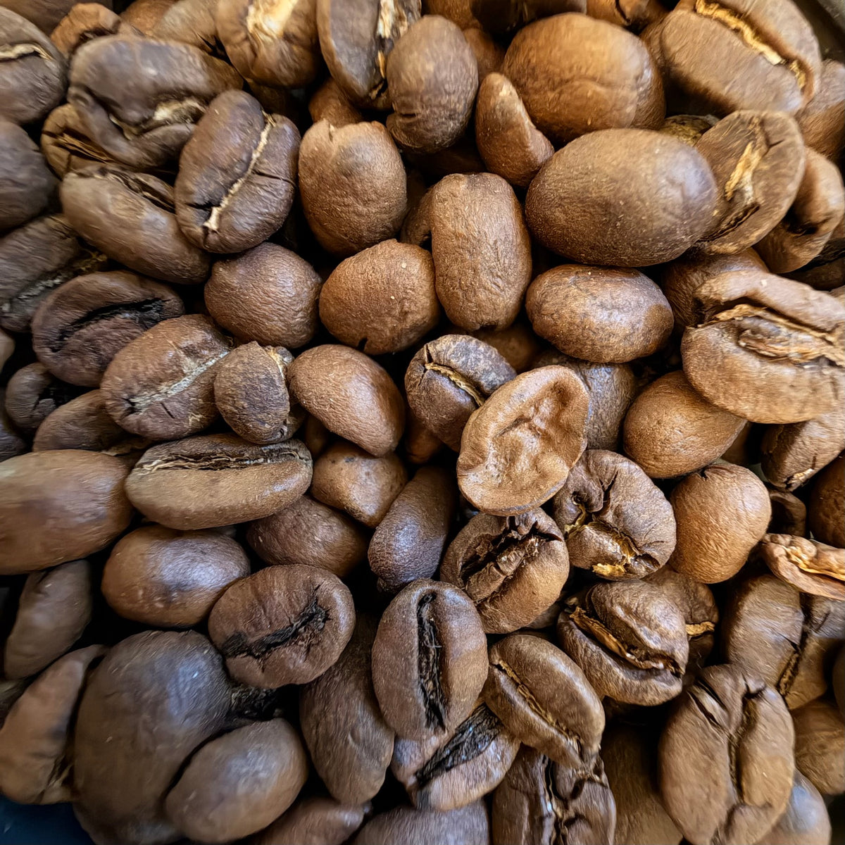 Close-up of Pumpkin Hollow whole coffee beans from Dead Tired Coffee Co. This specialty-grade pumpkin spice flavored coffee is freshly roasted to order in small batches, with natural cinnamon, nutmeg, and vanilla-like warmth.